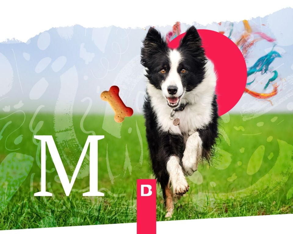 Los Millennials Gastan Más en sus Mascotas: Oportunidades para Marcas Premium